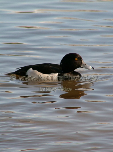 WildLife Photos of Birds, Geese, Ducks & others, Tufted Duck, Aythya fuligula
